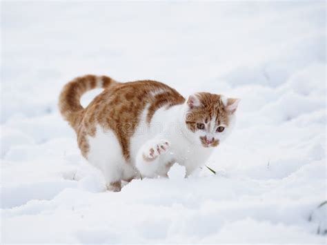 Tabby cat in the snow stock photo. Image of winter, feline - 109198994