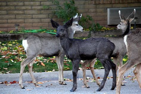 🔥 The extremely rare Melanistic Deer : NatureIsFuckingLit