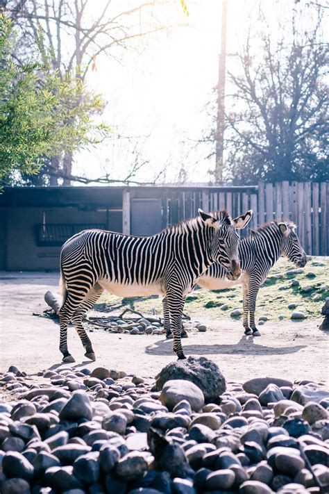 Sacramento Zoo — Lenkaland