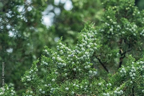 Juniperus chinensis, the Chinese juniper is a species of plant in the cypress family ...