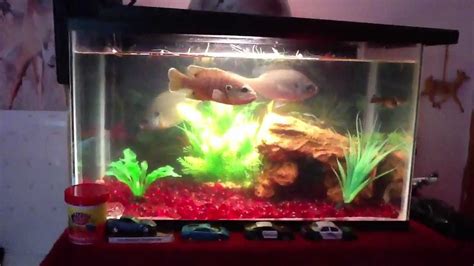 My 10 gallon Bluegill Tank - YouTube