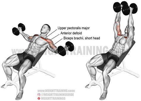 Incline dumbbell fly. An isolation exercise. Target muscle: Upper Pectoralis Major. Synergists ...