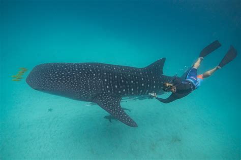 Whale shark health relies on habitat, diet—and the right mix of microbes