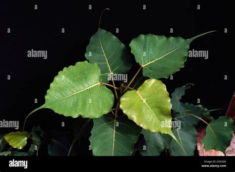 peepal tree leaf leaves Ficus Religiosa Stock Photo - Alamy