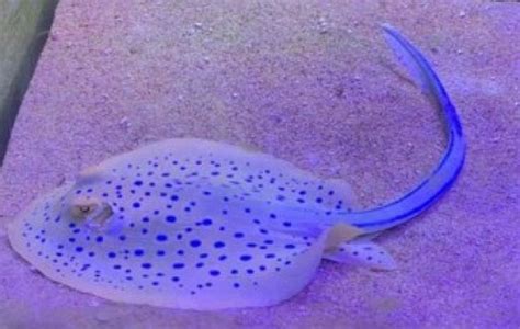 Blue Spotted Ribbon Tail Stingray - Stingray - Taeniura lymma | Tank Facts