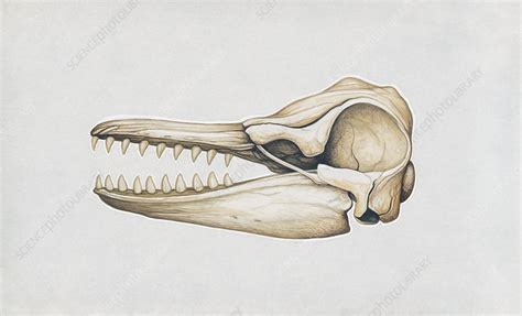 False killer whale skull, illustration - Stock Image - C053/3197 - Science Photo Library