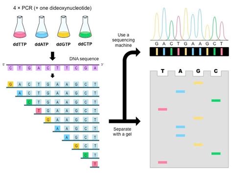 DNA Sequencing- Maxam–Gilbert and Sanger Dideoxy Method