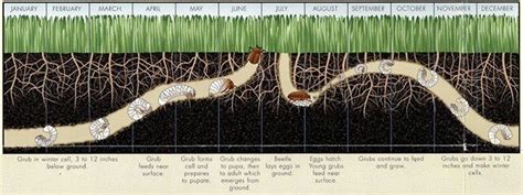 Grub Worm Treatment | Rockwall | Rowlett | Royse City | Green Lawn ...