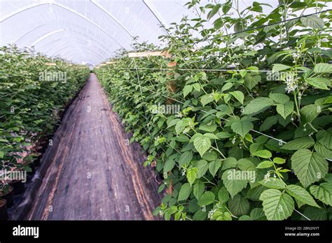 Greenhouse with young raspberry bushes Stock Photo - Alamy