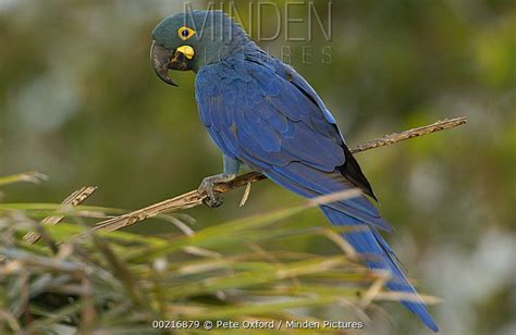 Lear's Macaw stock photo - Minden Pictures