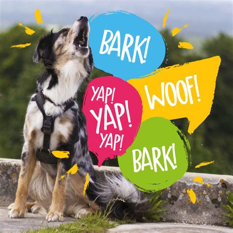 3 Ways To Stop Your Dog From Barking – Absolute Dogs