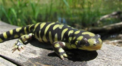 Tiger Salamander Habitat