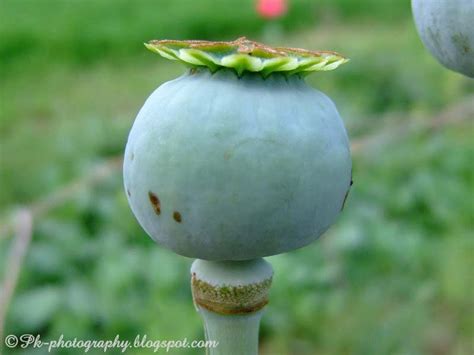 Opium Poppy Plant, Flowers and Seed Pods | Nature, Cultural, and Travel Photography Blog