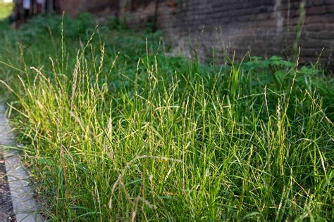 Perennial Ryegrass: Pros and Cons Compared