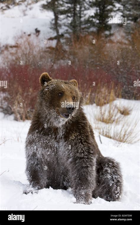 Grizzly Bear sitting in a snow bank. (captive Stock Photo - Alamy