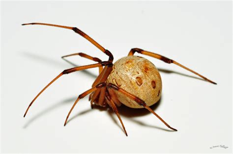 Latrodectus geometricus by jasontalbott on deviantART