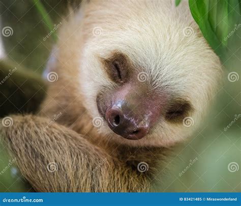 Portrait of a Sleeping Sloth in a Tree Stock Image - Image of animal, rain: 83421485