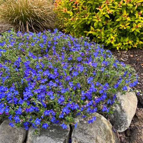 Lithodora diffusa 'Heavenly Blue' - Heavenly Blue Lithodora - The Green ...