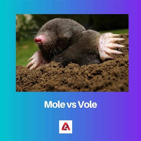 Mole vs Vole: Difference and Comparison