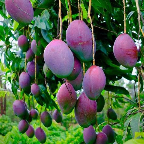 Mango Tree Benefits - Tere Fruit