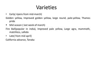 Loquat Fruit : Introduction and Importance, varieties. | PPT