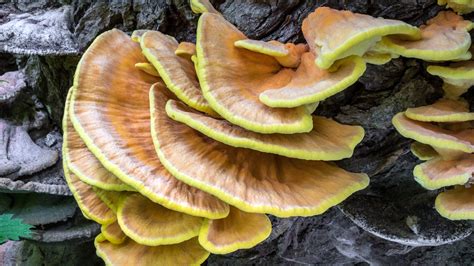 Michigan wild mushrooms: Edible options besides morel as season ends