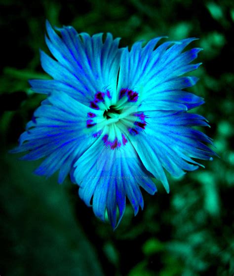 neon blue flower by kawaiiKitteh on DeviantArt