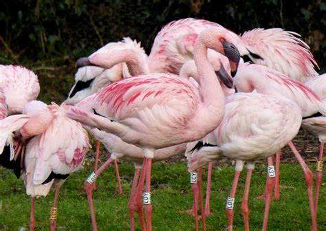 Why Are Flamingos Pink | Hot Sex Picture