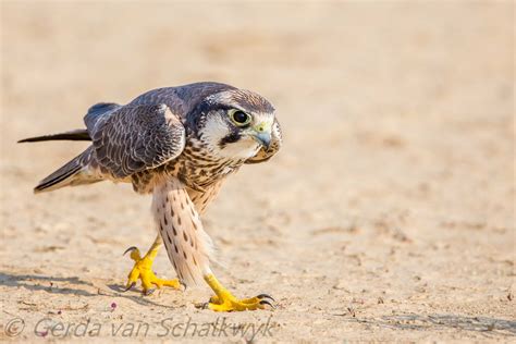 Mind the claws: Lanner Falcon