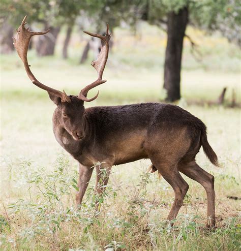 Fallow Deer - WN Hunting Safaris