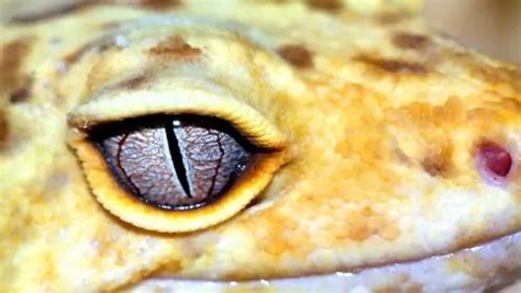 Does Your Leopard Gecko Have Eye Problems? | Tips & Tricks for Pets