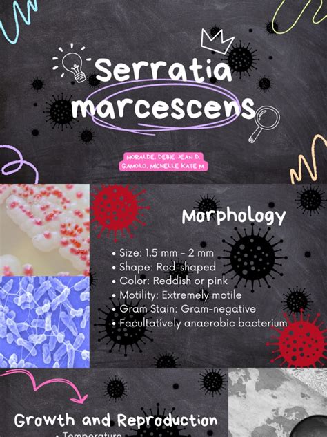 Serratia marcescens | PDF