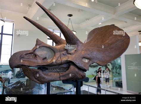 Triceratops Horned Dinosaur Fossil Museum of Natural History NYC Stock Photo - Alamy