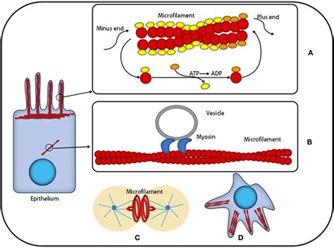 What is a microfilament