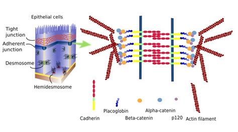 Tight Junctions Desmosomes Gap Junctions