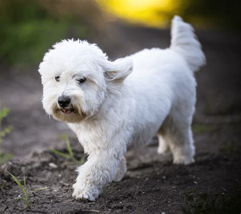 40+ Fluffy Dog Breeds That'll Melt Your Heart (Small, Medium, and Large) - Woof! It's Zelda