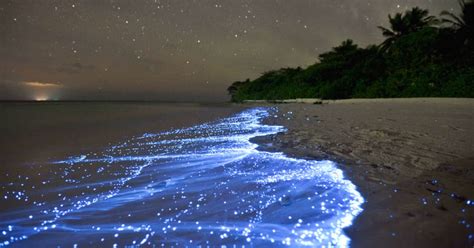 Beach in Maldives glows because of bioluminescent plankton ...