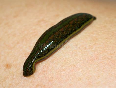 Medicinal Leech-hirudo stock photo. Image of microscopic - 12057250