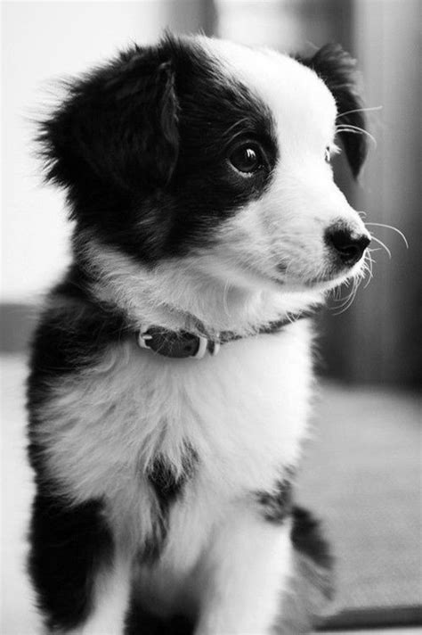 Cute Overload: Cute Border Collie Puppies