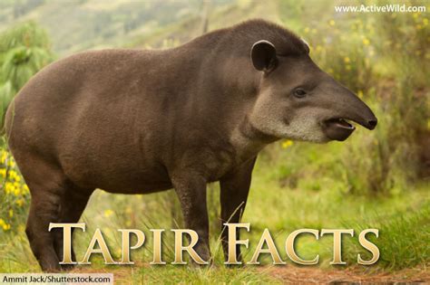 Tapir Facts, Pictures & Video: Learn About This Rare Rainforest Mammal. In-Depth Information ...