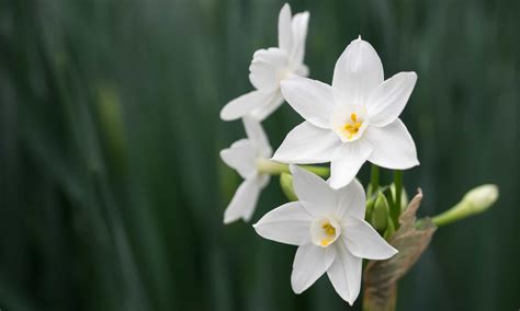 Narcissus Flowers Pictures | Best Flower Site