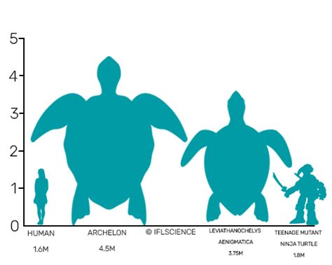 Giant Rhino-Sized Turtle Found In Spain Is One Of The Largest In Earth's History | IFLScience