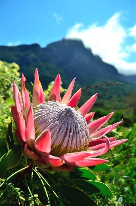 African Savanna Flowers - Pets Lovers