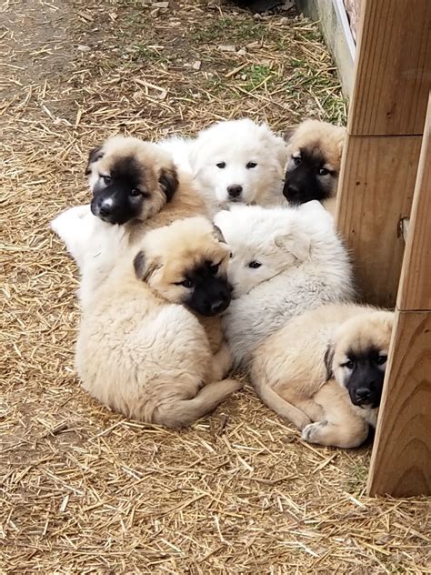 Anatolian Shepherd Puppies For Sale | Leitchfield, KY #258486