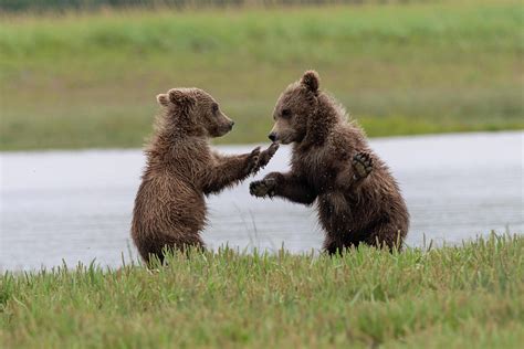 Grizzly Bear Cubs Playing