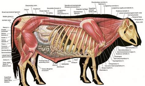 http://www.biographixmedia.com/veterinary/hereford-bull-anatomy.jpg | Animal science, Animal ...