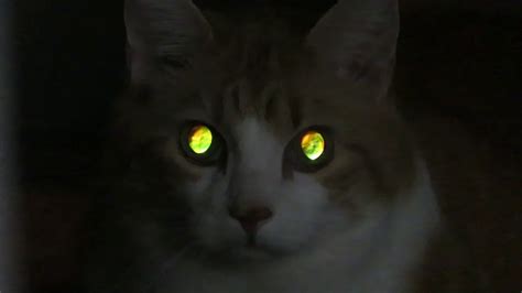 Being Watched And Stalked By Glowing Cat Eyes - YouTube