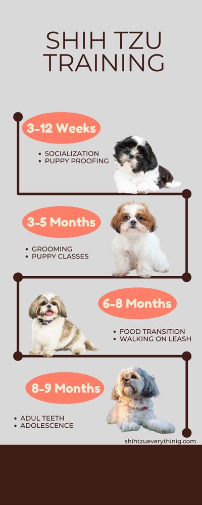 Are Shih Tzu Puppies Easy To Train?