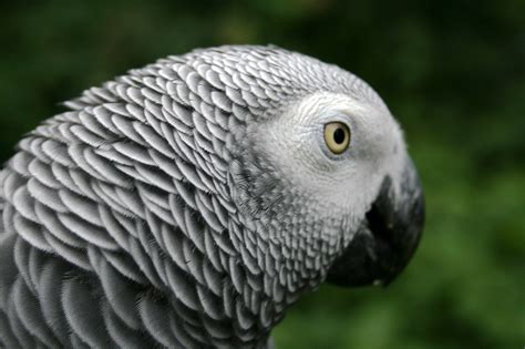 File:African Grey Parrot.jpg