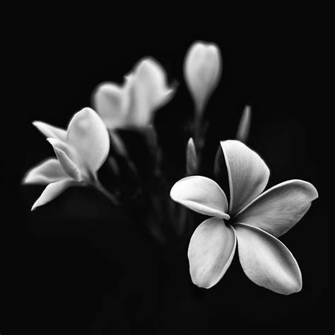 White flowers in a deep black Photography by Vic Noon | Saatchi Art